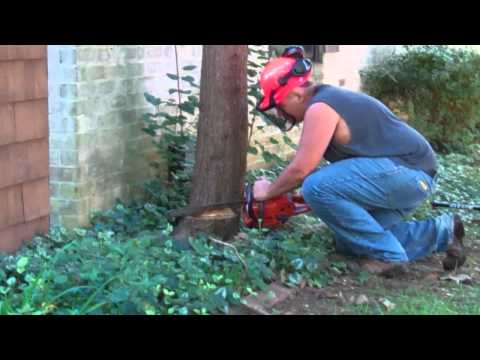 cutting down a small tree