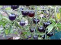 Growing tomato in raised beds  indigo rose tomato variety