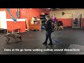 Frantic Overly Aroused Dog Completes Board and Train | Solid K9 Training Frantic Overly Aroused Dog Completes Board and Train | Solid K9 Training