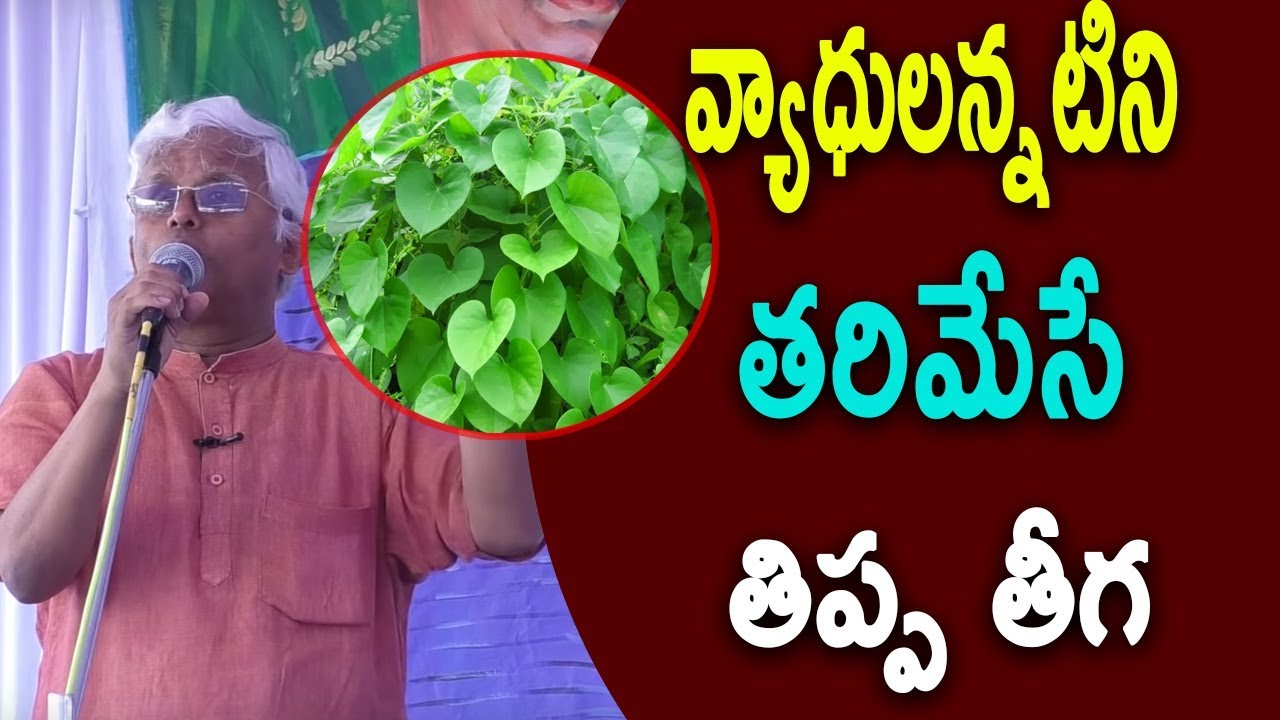 వ్యాధులన్నటిని తరిమేసే తిప్ప తీగ కాషాయం | Thippa Teega Amazing Health Benefits