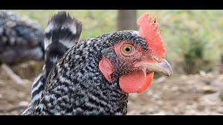 Slovenia’s Speckled Superstar Chicken! Is it a good egg layer?