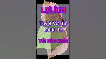 Lợi Ích Bất Ngờ Của Lá Tía Tô Có Thể Bạn Chưa Biết #dinhduong #health #suckhoe