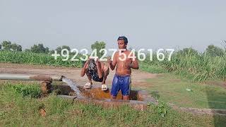 Mitho Is Loyal Boy Tubewell Swimming