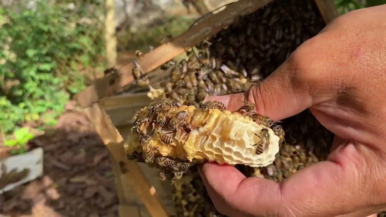 Cần làm gì để chuẩn bị cho mùa mật sắp đến 