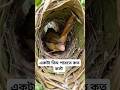 "Tiny Cormorant Nesting on Green Leaves – First Egg Hatching Moment." #Shorts