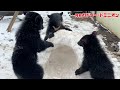 冬眠しない動物園の熊、はじめての「かまくら」にはしゃぐ姿が可愛すぎます