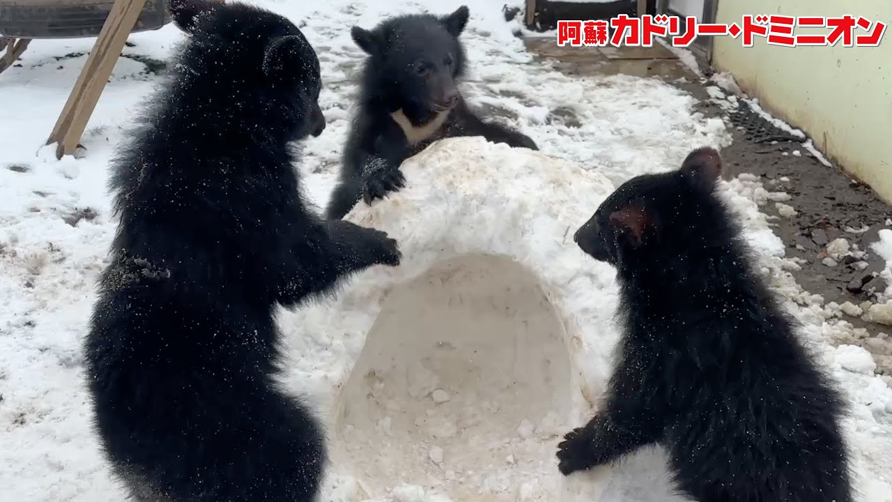 冬眠しない動物園の熊、はじめての「かまくら」にはしゃぐ姿が可愛すぎます