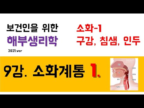 해부생리학) 9강 소화계통_1) 구강~인두
