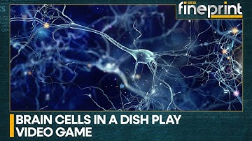 WION Fineprint | Scientists teach neurons to play 