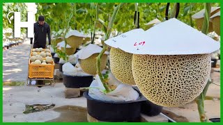 How Japanese Produce Premium Grade Muskmelon - Japanese Muskmelon Farming & Harvesting @HappyFarm85