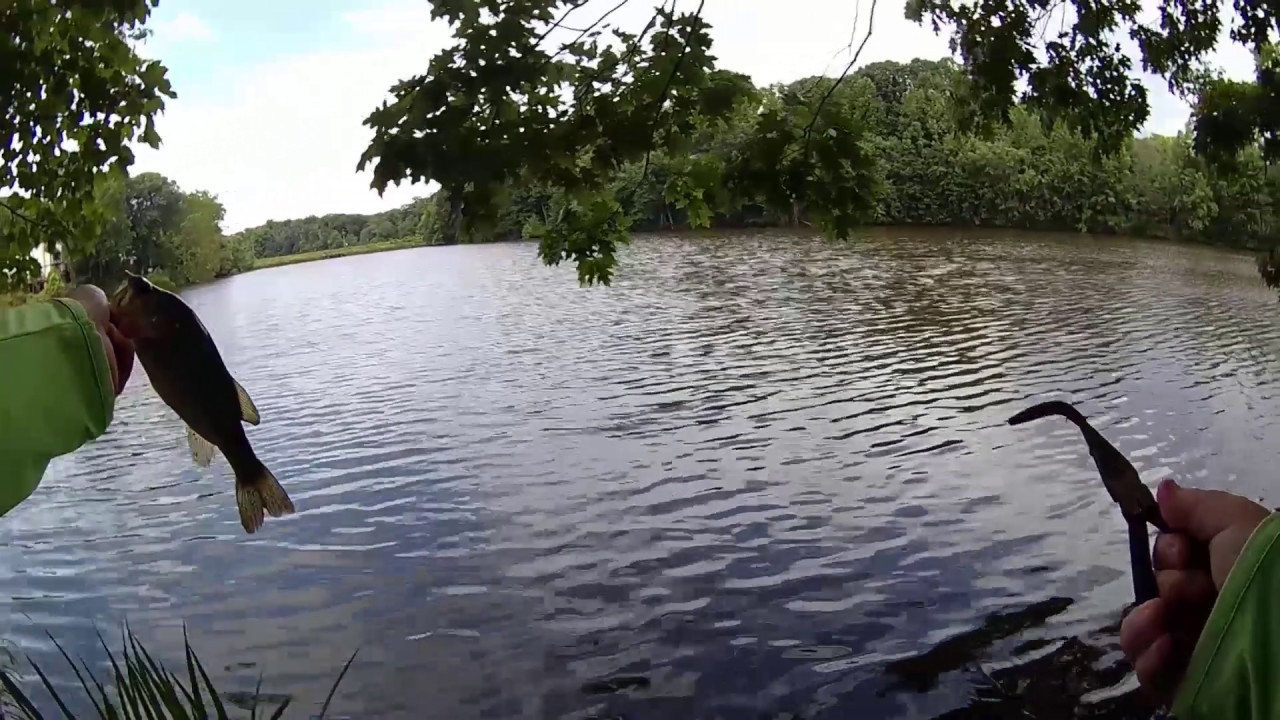 First trip to my community lake in a month. Still catching small fish. Part 1. - YouTube