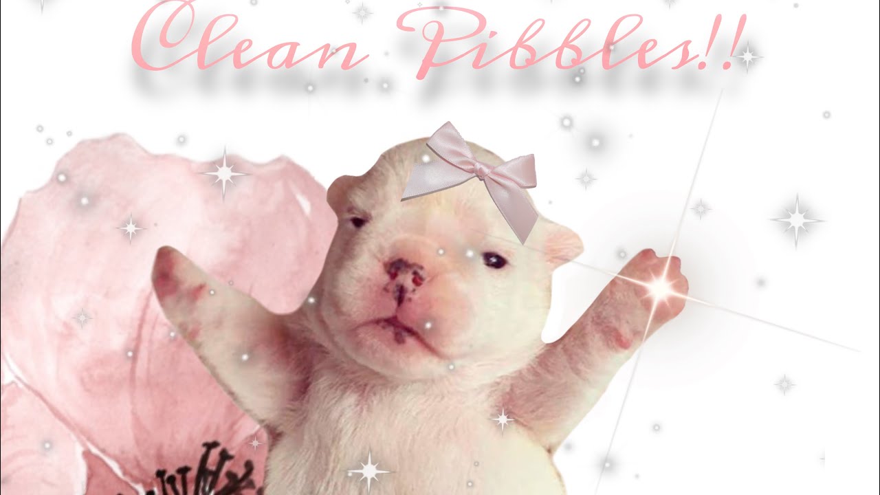 Clean Pibble！ ☆☆╮! [1-20] Clean Pibble! - YouTube