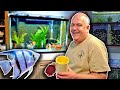 Freshwater angelfish care  50 years of experience