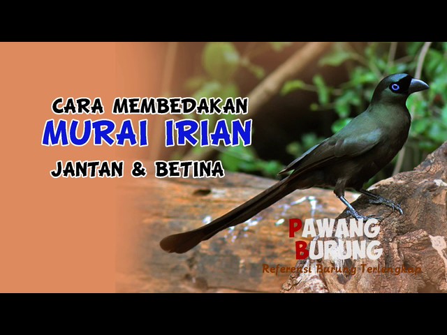 CIRI BURUNG MURAI IRIAN JANTAN & BETINA class=