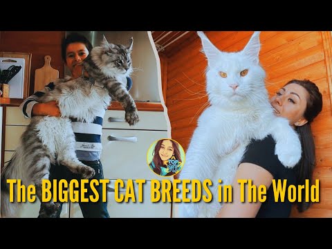 Video: 10 Lap Cat Breeds Vi Älskar