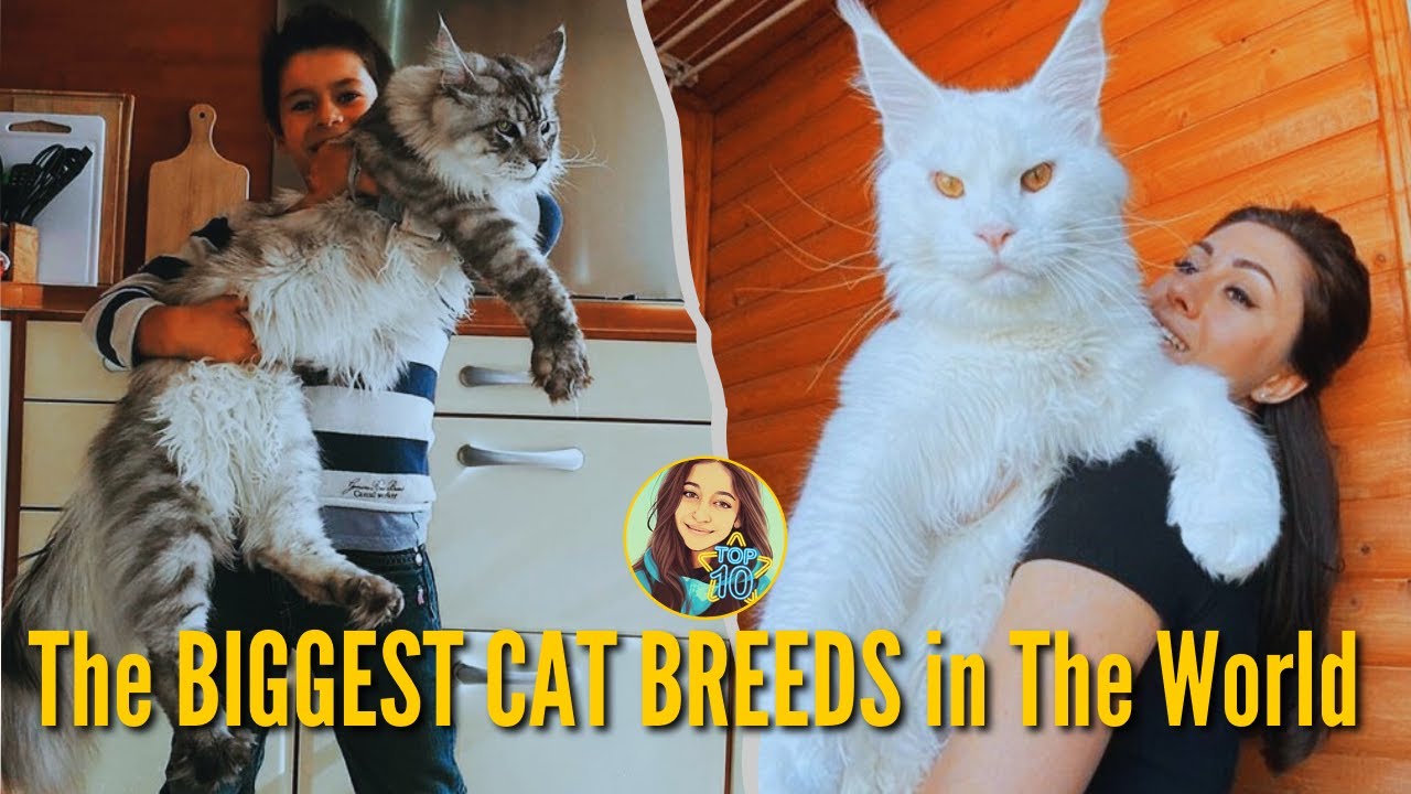 These Are The 10 BIGGEST CAT BREEDS In The World YouTube These Are The 10 BIGGEST CAT BREEDS In The World YouTube