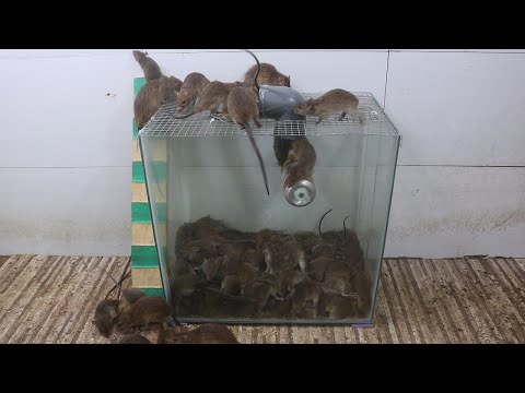 Видео: Хулганыг гараар хэрхэн солих вэ?