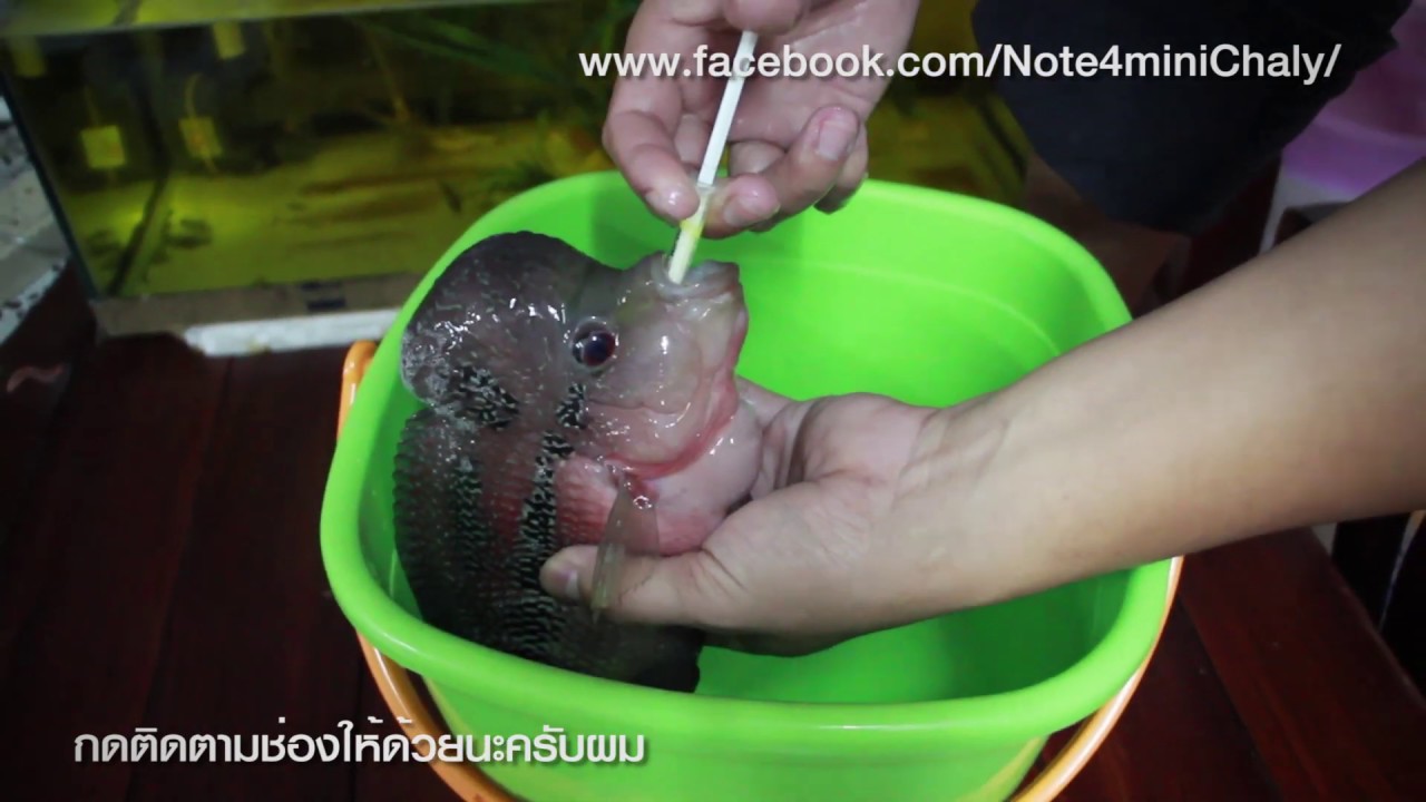 ปลาหมอสีป่วย