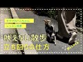 【散歩】散歩中の吠えに対する練習方法~ハルちゃんversion~