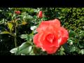 Kelleher Rose Garden Back Bay Fens