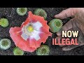 Why The Opium Poppy Is Both Legal And Illegal To Grow Today 