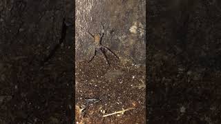 Brazilian Wandering Spider Stalks And Ambushes Prey Completely Undetected