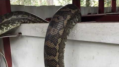 Massive Carpet Python in Bathtub 😳