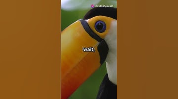 The Toucan