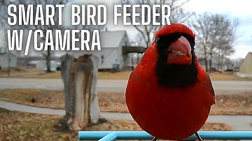 AUXCO Bird Feeder with Camera | Auto Capture Bird Videos