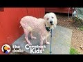 Hairless Great Pyrenees Turns Into The Fluffiest, Happiest Dog | The Dodo Comeback Kids