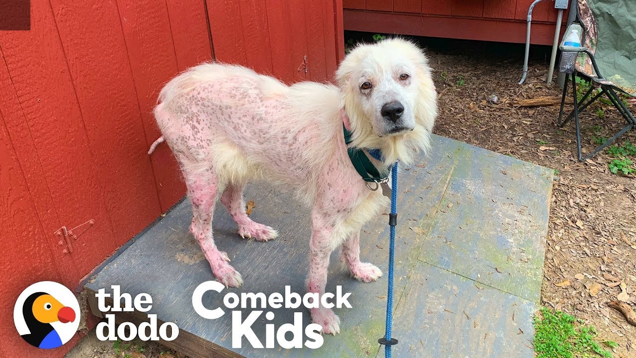 ⁣Hairless Great Pyrenees Turns Into The Fluffiest, Happiest Dog | The Dodo Comeback Kids