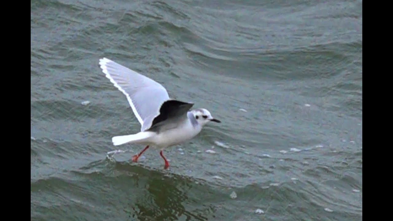 Dwergmeeuw Hydrocoloeus minutus, adult winterkleed