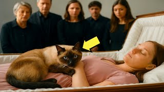 قطة قضت أياماً في نعش صاحبتها… وعندما اكتشفوا السبب، بكى الجميع