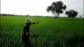 shamba la nelemi mbasando