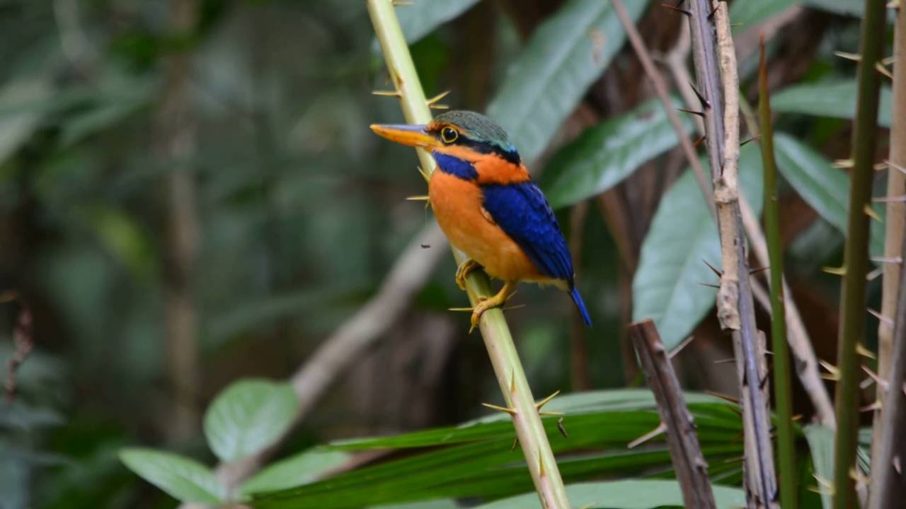 Rufous-collared Kingfisher (Actenoides concretus) 