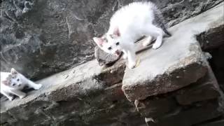 Cat's Cute Child-HD !!!