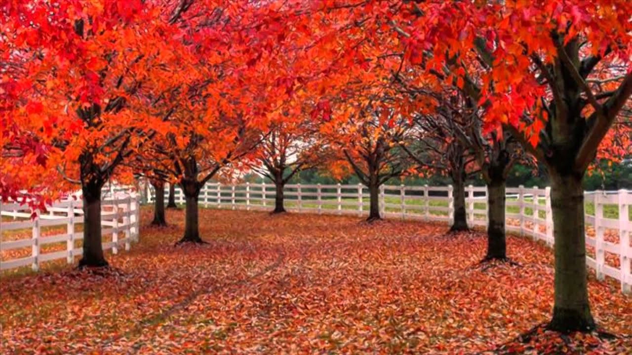 Autumn Colors (HD1080p) - YouTube