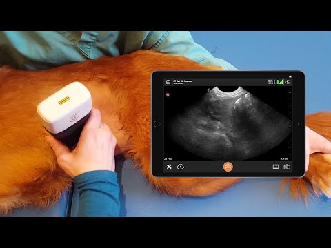 Video: Sinus Hemosiderofágy sleziny u psů