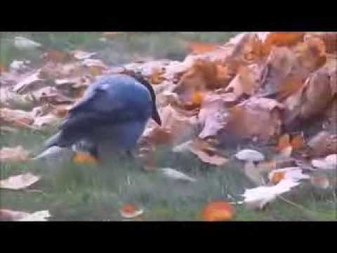 Михайловский Сад...Октябрь 2013