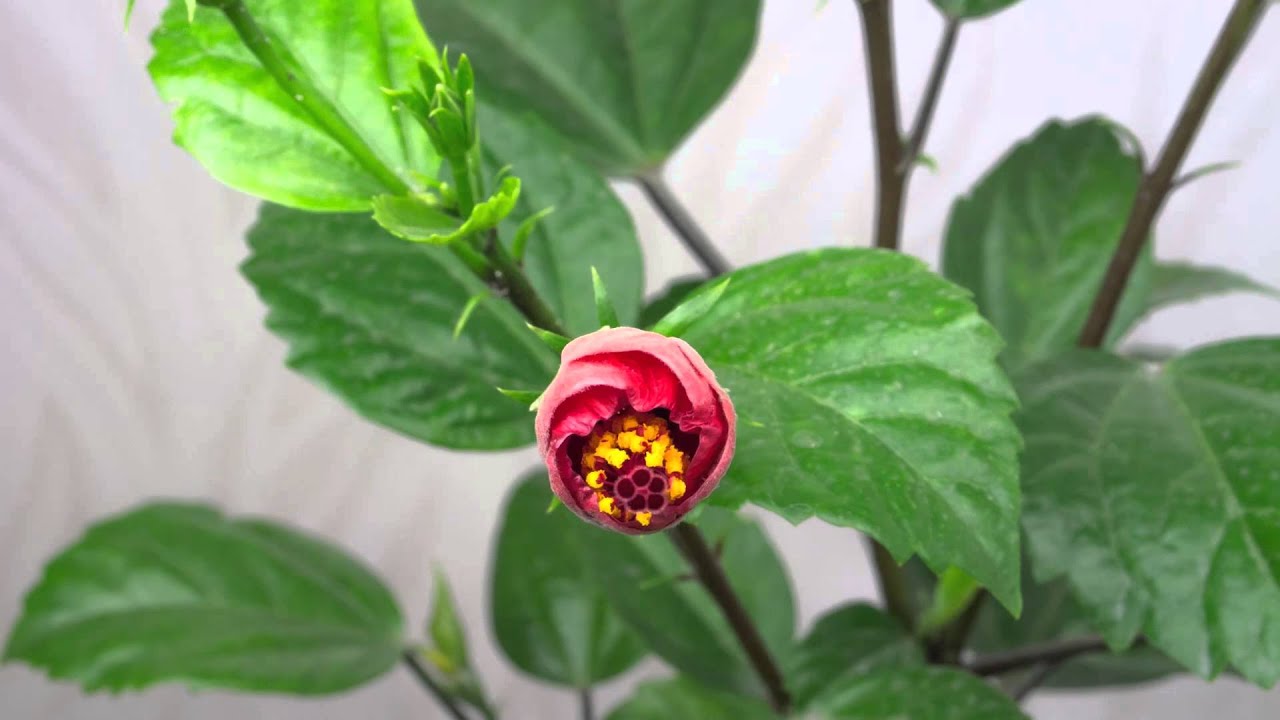 Blooming Chinese Rose timelapse YouTube
