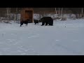 Работа по медведю Батыр, Байкал