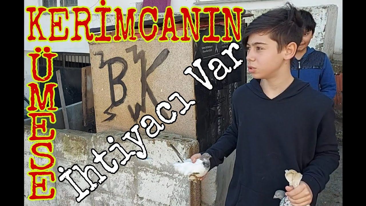 Kerimcanın Kümese İhtiyacı Var. Üsküdar,Yavuztürk Güvercin Kümesleri
