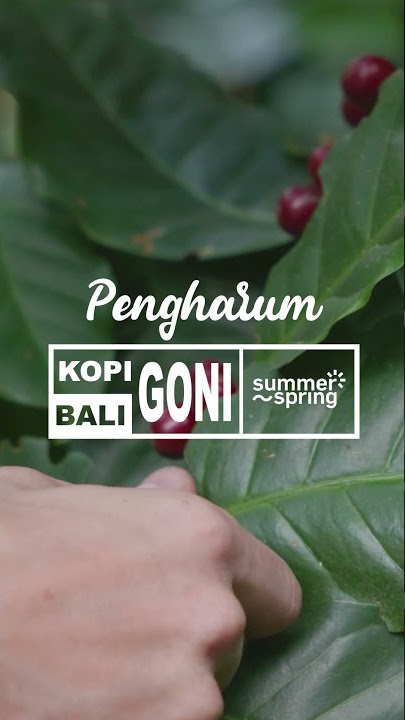 TERLARIS!!! PENGHARUM VIRAL ASLI BIJI KOPI KHAS BALI INDONESIA
