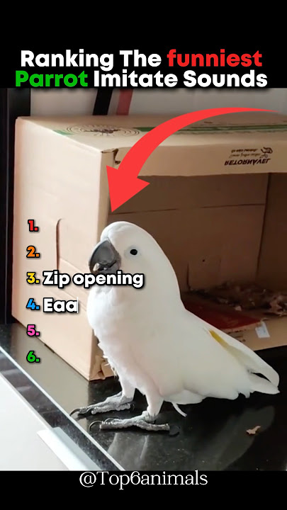 Peringkat Suara Tiruan Burung Beo Paling Lucu 🤣 #peringkat #lucu #burungbeo