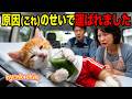 【大惨事】テレビを信じて青汁を飲んだ子猫の末路…からの衝撃すぎる結末 AI猫にゃんこちん