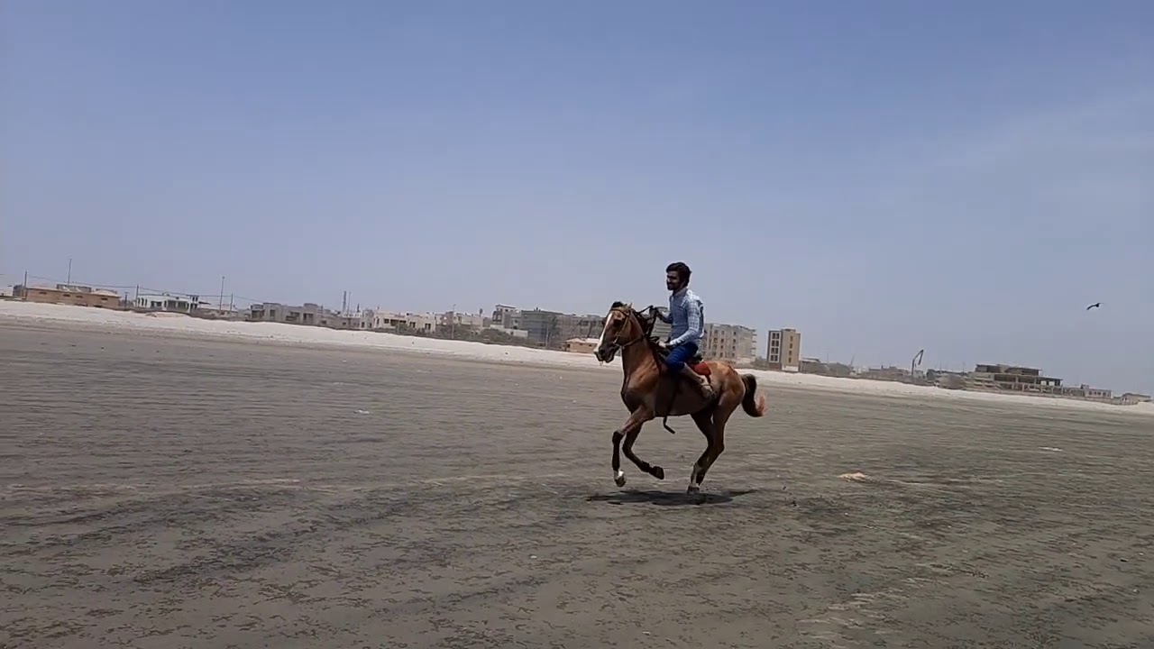 Horse riding, Karachi sea view YouTube