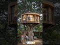 Luxury On Tree 🌳🔥#short #shortvideo #shortfeed