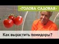 Голова садовая - Как вырастить помидоры?