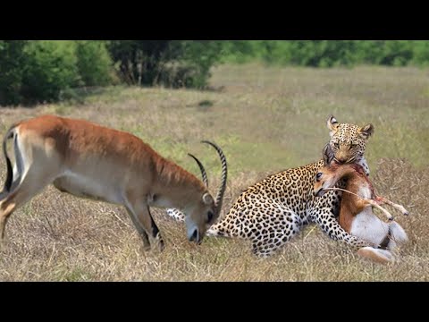 Video Thiên Nhiên Hoang Dã ✅ Linh Dương Mẹ Đại Chiến Báo Đốm... - youtube