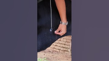 Intravenous infusion of dextrose in jugular vein#cattle IV cannulation procedure